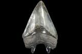 Nice, Fossil Megalodon Tooth - Glossy Enamel #86681-1